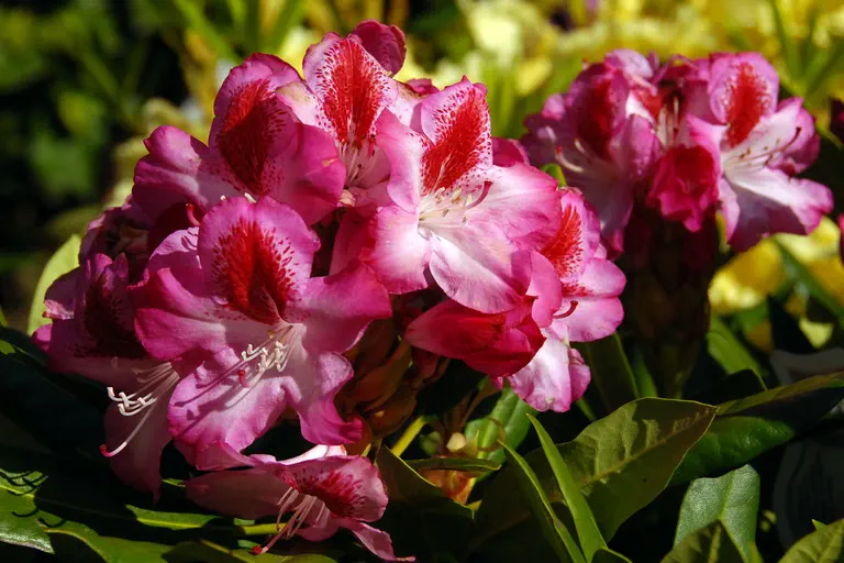 Photo of R. 'Maddalena', Rhododendron Hybrid