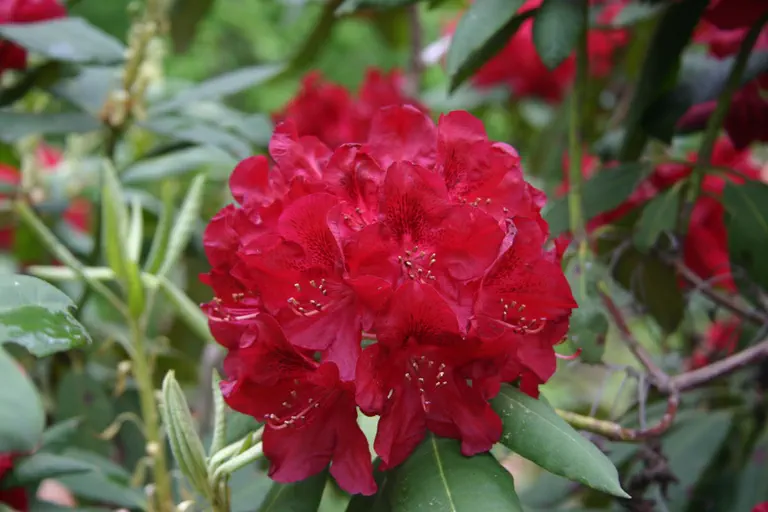 Photo of R. 'Madras', Rhododendron Hybrid