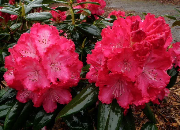 Photo of R. 'Maesie', Rhododendron Hybrid