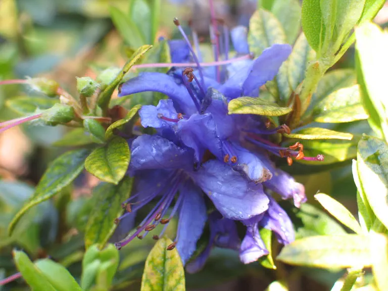 Photo of R. 'Maggie', Rhododendron Hybrid
