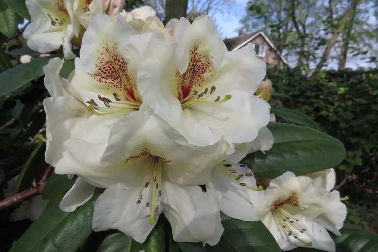 Photo of R. 'Maharani', Rhododendron Hybrid