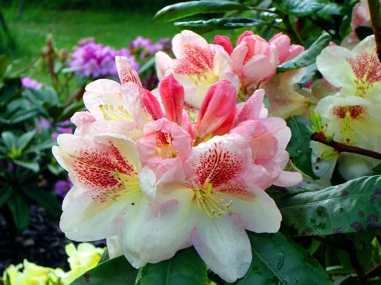 Photo of R. 'Hachmann's Mikado', Rhododendron Hybrid
