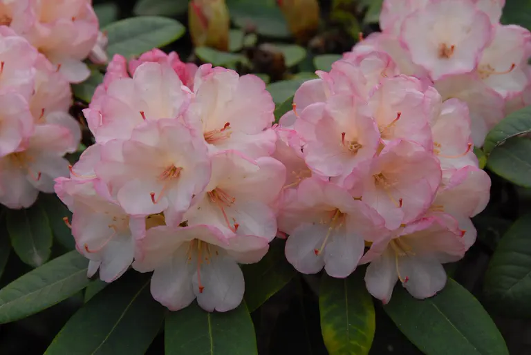 Photo of R. 'Manda Sue', Rhododendron Hybrid