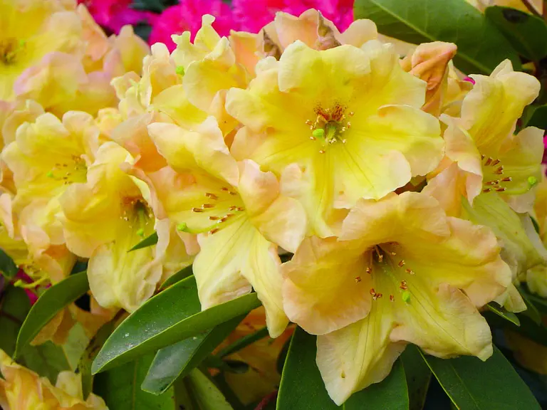 Photo of R. 'Hachmann's Mirabella', Rhododendron Hybrid