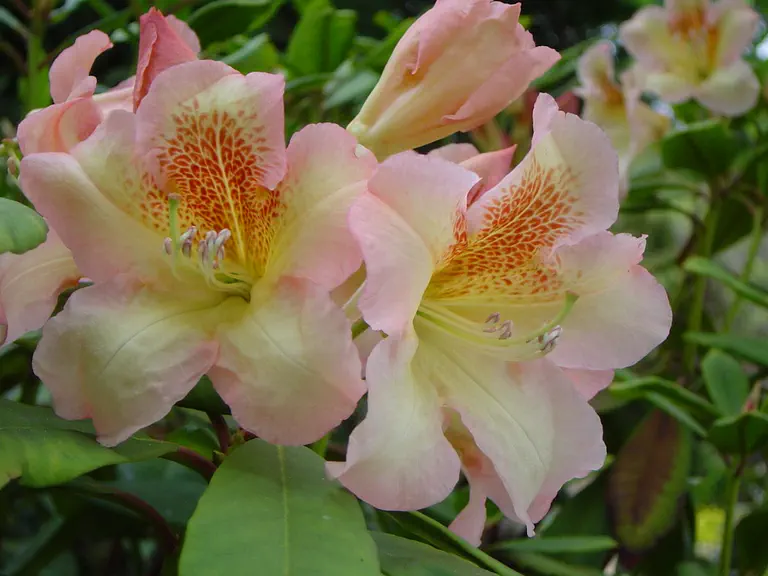 Photo of R. 'Bernstein', Rhododendron Hybrid
