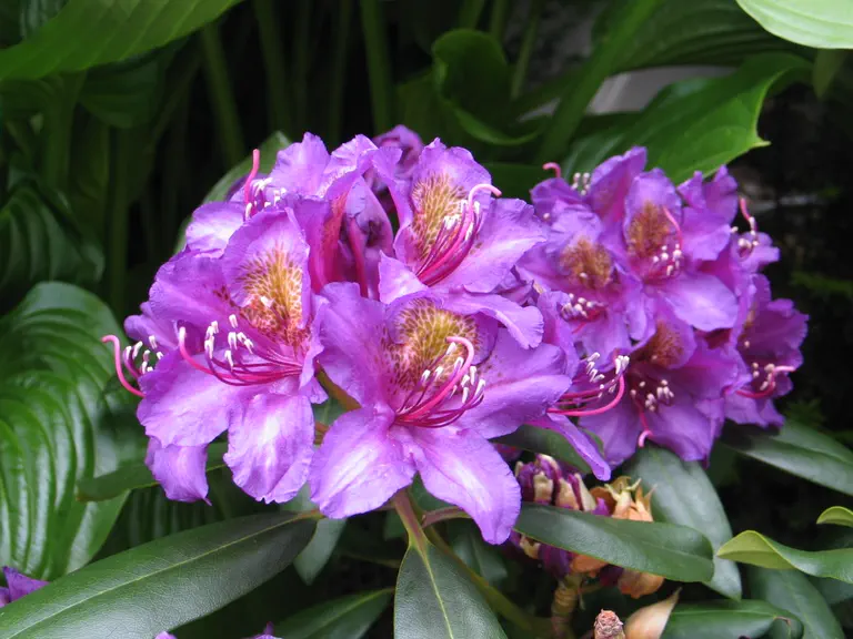 Photo of R. 'Monsieur Marcel Ménard', Rhododendron Hybrid