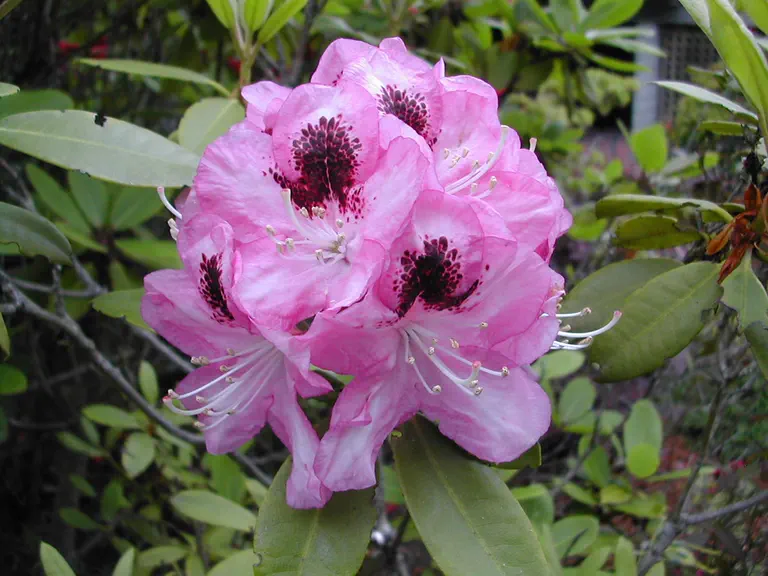 Photo of R. 'Marchioness of Lansdowne', Rhododendron Hybrid