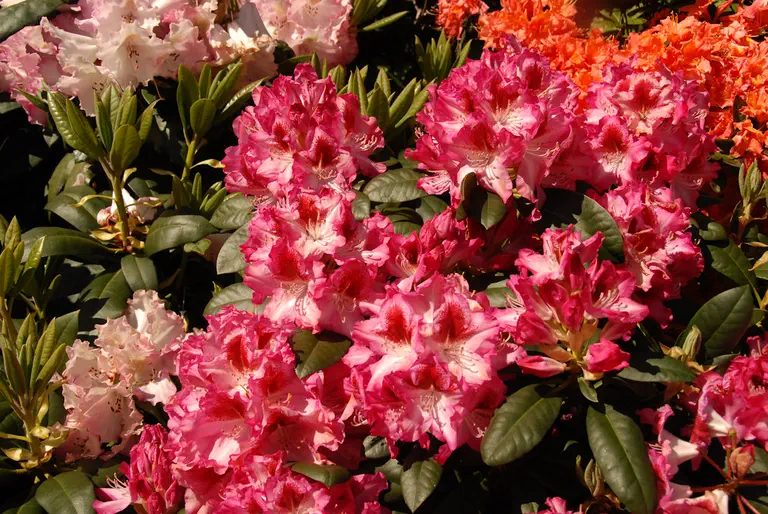 Photo of R. 'Marianka', Rhododendron Hybrid