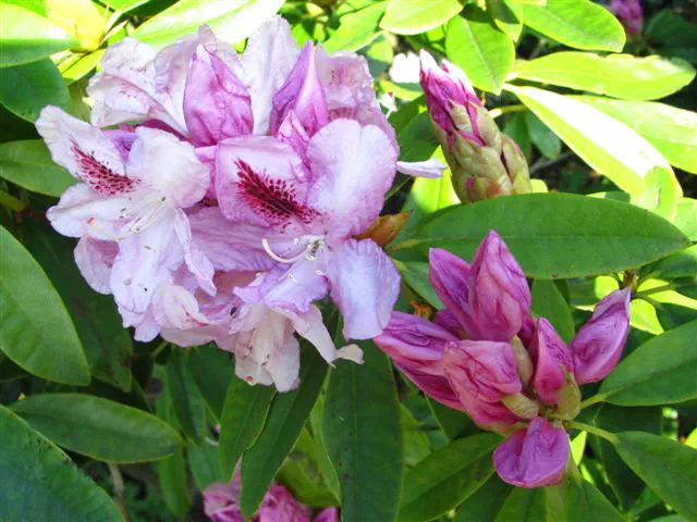 Photo of R. 'Marie Stuart', Rhododendron Hybrid