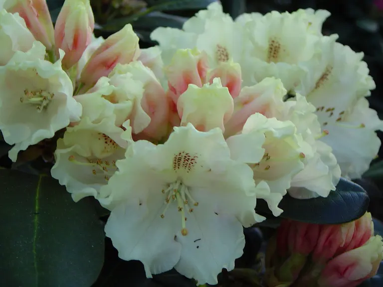 Photo of R. 'Marietta', Rhododendron Hybrid