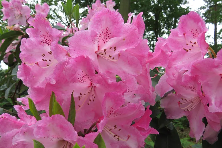 Photo of R. 'Marinus Koster', Rhododendron Hybrid