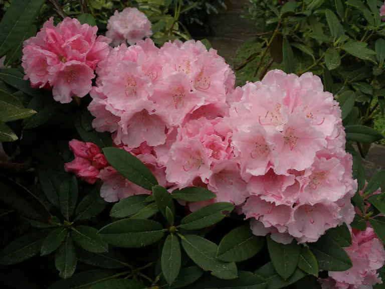 Photo of R. 'Marion Street', Rhododendron Hybrid