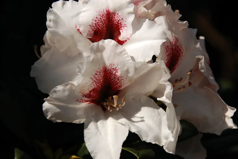 Photo of R. 'Hachmann's Picobello', Rhododendron Hybrid