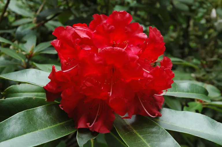 Photo of R. 'Markeeta's Prize', Rhododendron Hybrid