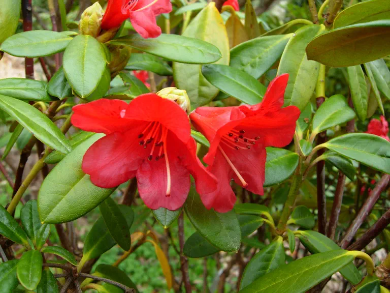 Photo of R. 'Marlene Peste', Rhododendron Hybrid