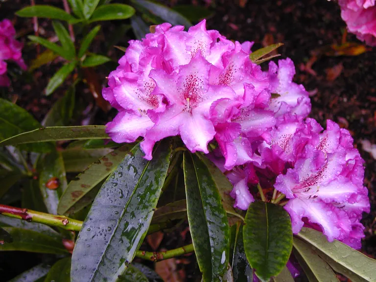Photo of R. 'Marley Hedges', Rhododendron Hybrid