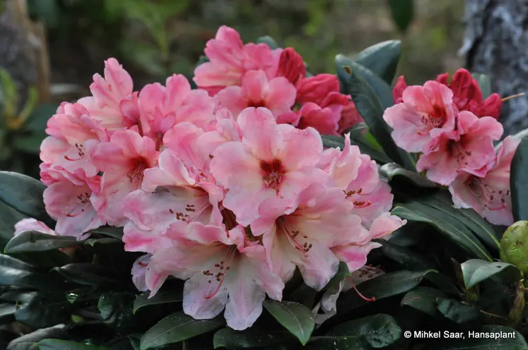 Photo of R. 'Marrakesch', Rhododendron Hybrid