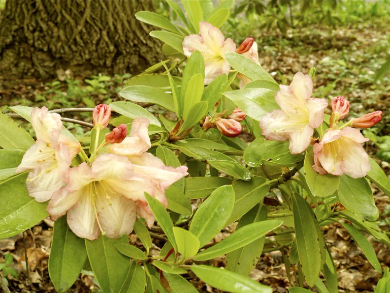 Photo of R. 'Marshall Stilwell', Rhododendron Hybrid