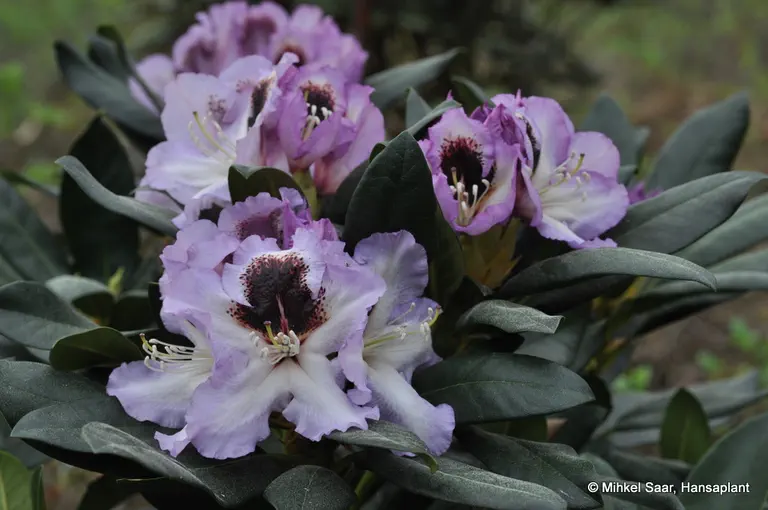 Photo of R. 'Hachmann's Pinguin', Rhododendron Hybrid