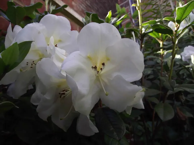 Photo of R. 'Martha Wright', Rhododendron Hybrid