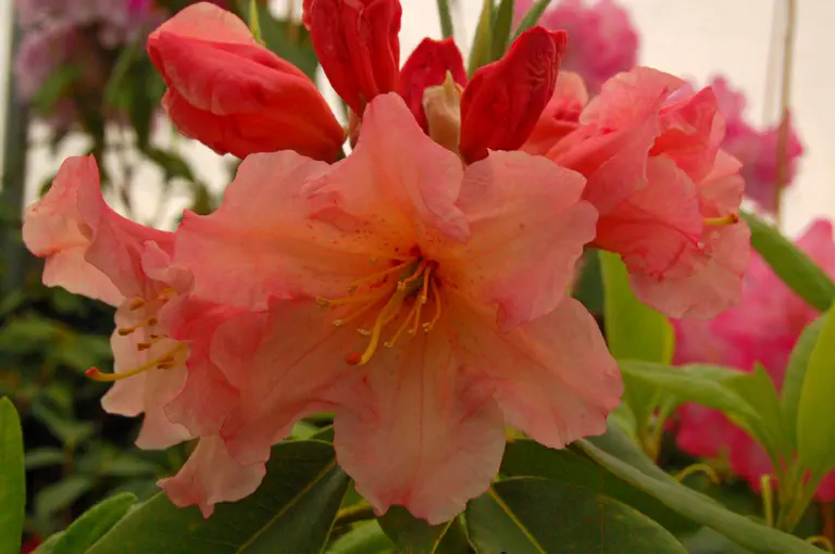Photo of R. 'Mary Belle', Rhododendron Hybrid