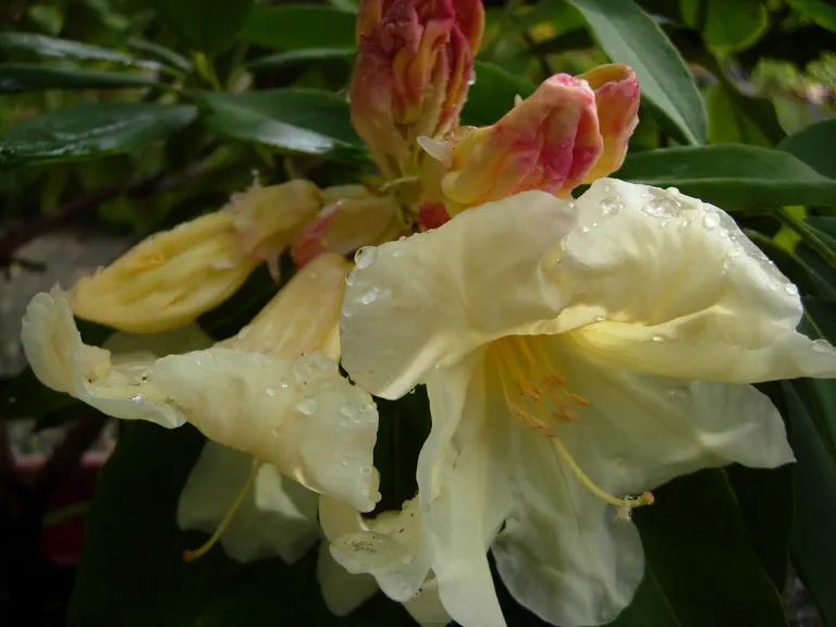 Photo of R. 'Mary Drennen', Rhododendron Hybrid
