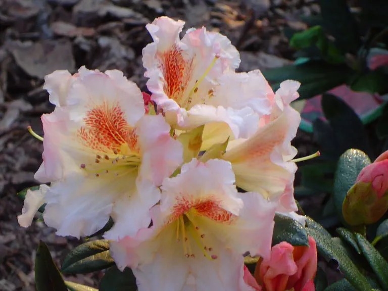 Photo of R. 'Marylou', Rhododendron Hybrid