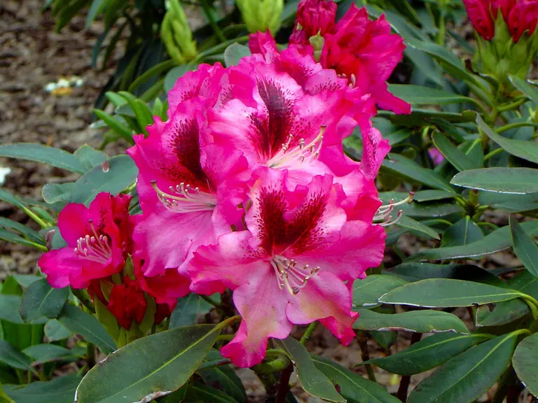 Photo of R. 'Maspaloma', Rhododendron Hybrid