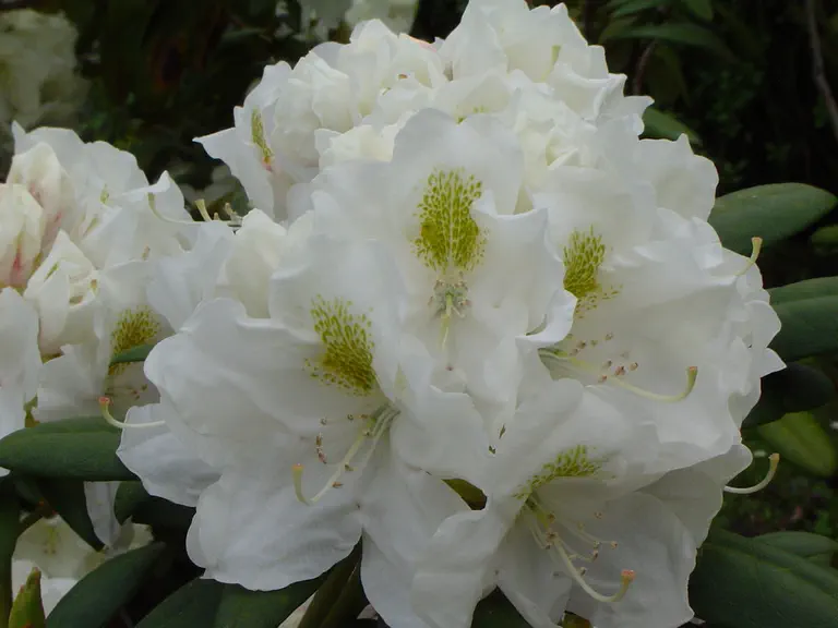 Photo of R. 'Hachmann's Porzellan', Rhododendron Hybrid