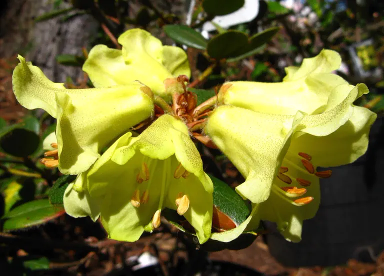 Photo of R. 'Meadowgold', Rhododendron Hybrid