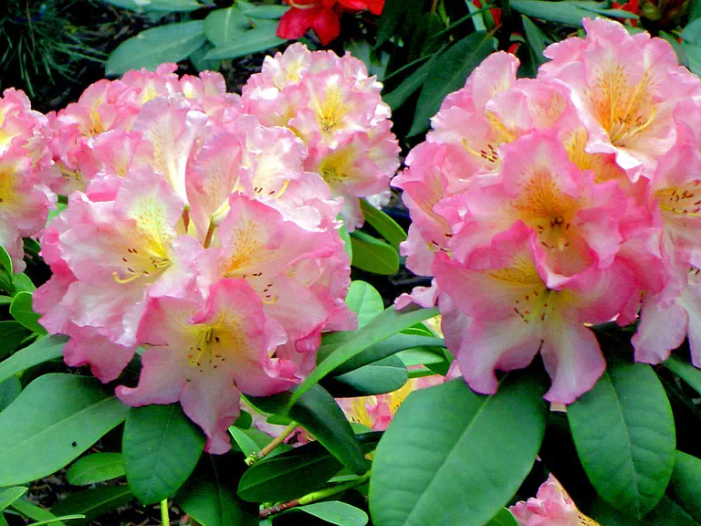 Photo of R. 'Melidioso', Rhododendron Hybrid