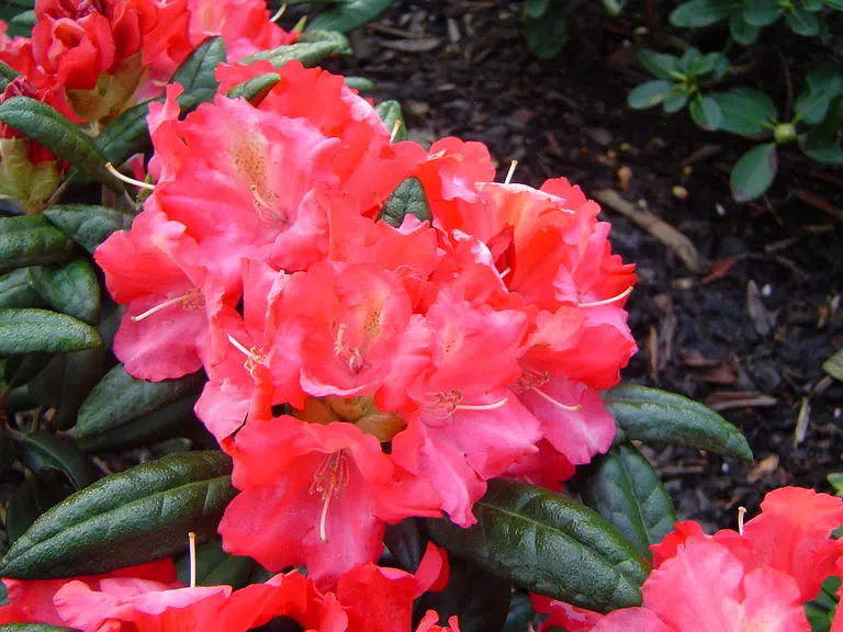 Photo of R. 'Hachmann's Priscilla', Rhododendron Hybrid