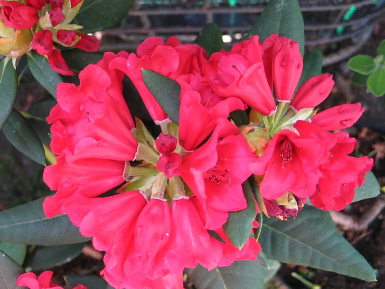 Photo of R. 'Melville', Rhododendron Hybrid