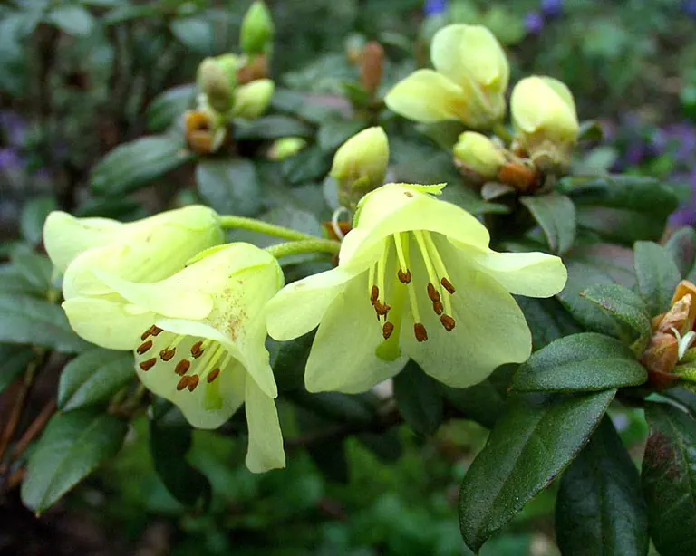 Photo of R. 'Merganser', Rhododendron Hybrid