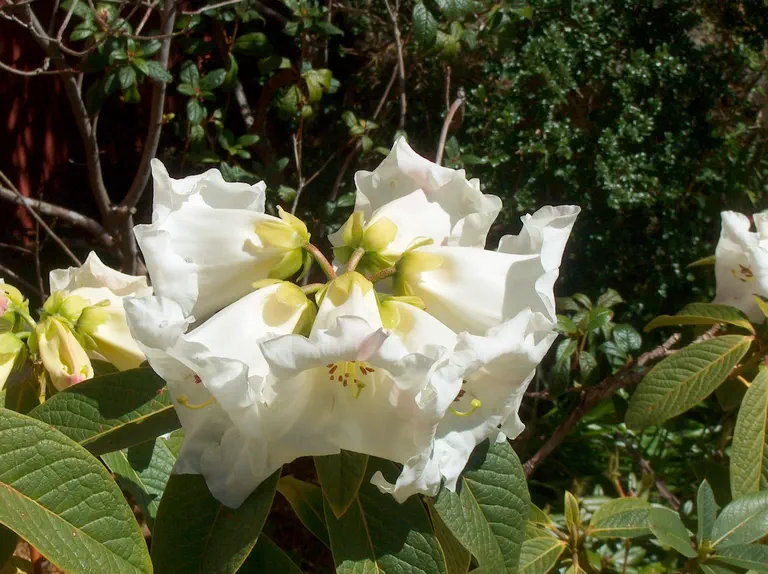 Photo of R. 'Mi Amor', Rhododendron Hybrid