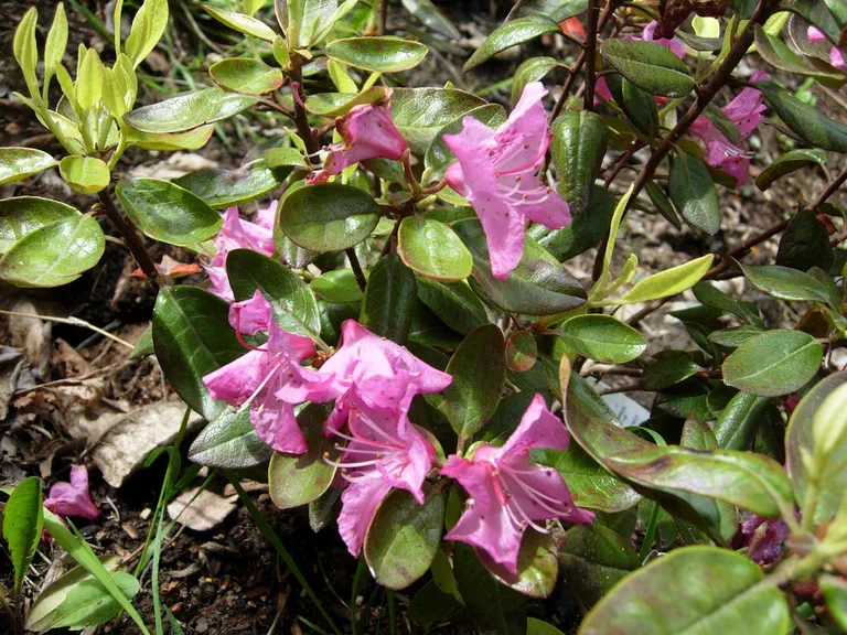 Photo of R. 'Midnight Ruby', Rhododendron Hybrid