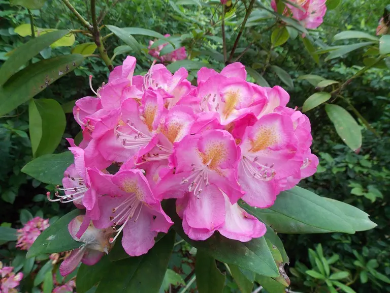 Photo of R. 'Midsummer', Rhododendron Hybrid