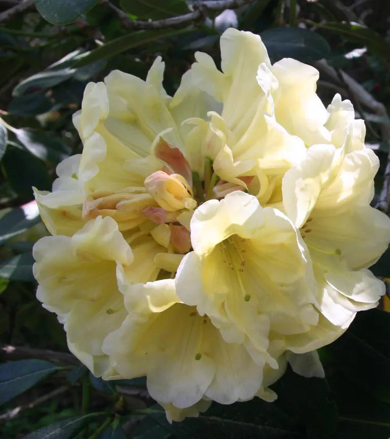 Photo of R. 'Mindy's Love', Rhododendron Hybrid