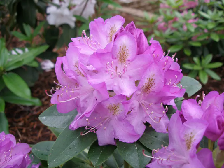 Photo of R. 'Minnetonka', Rhododendron Hybrid