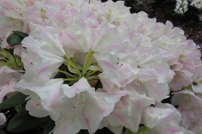Photo of R. 'Mist Maiden', Rhododendron Hybrid