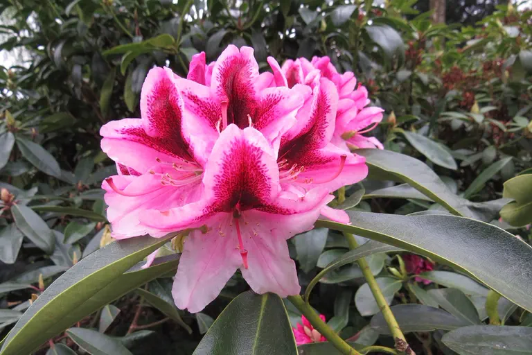 Photo of R. 'Moderator', Rhododendron Hybrid