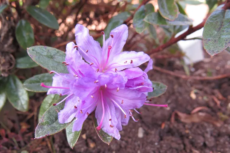Photo of R. 'Moerheim', Rhododendron Hybrid