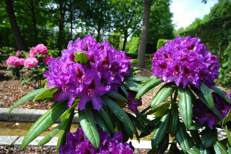 Photo of R. 'Mogambo', Rhododendron Hybrid