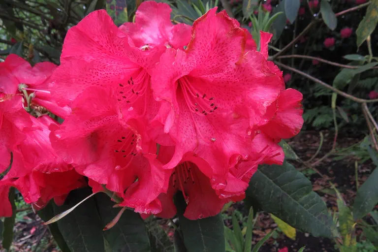 Photo of R. 'Mohamet', Rhododendron Hybrid