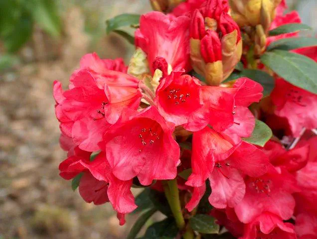 Photo of R. 'Molly Ann', Rhododendron Hybrid