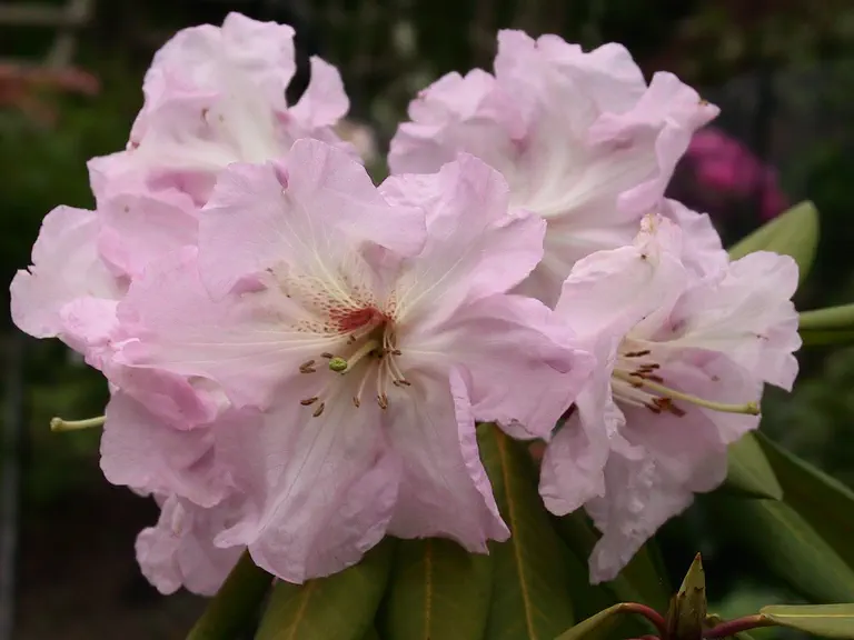 Photo of R. 'Molly Buckley', Rhododendron Hybrid