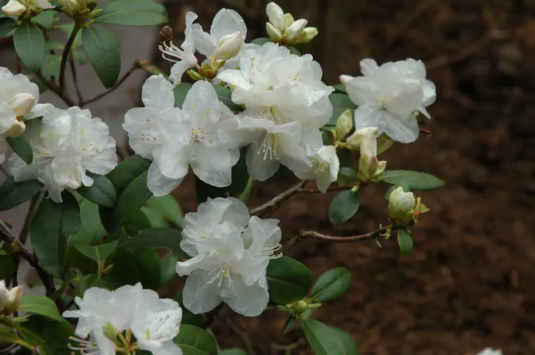 Photo of R. 'Molly Fordham', Rhododendron Hybrid