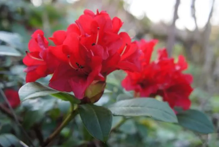 Photo of R. 'Monica', Rhododendron Hybrid