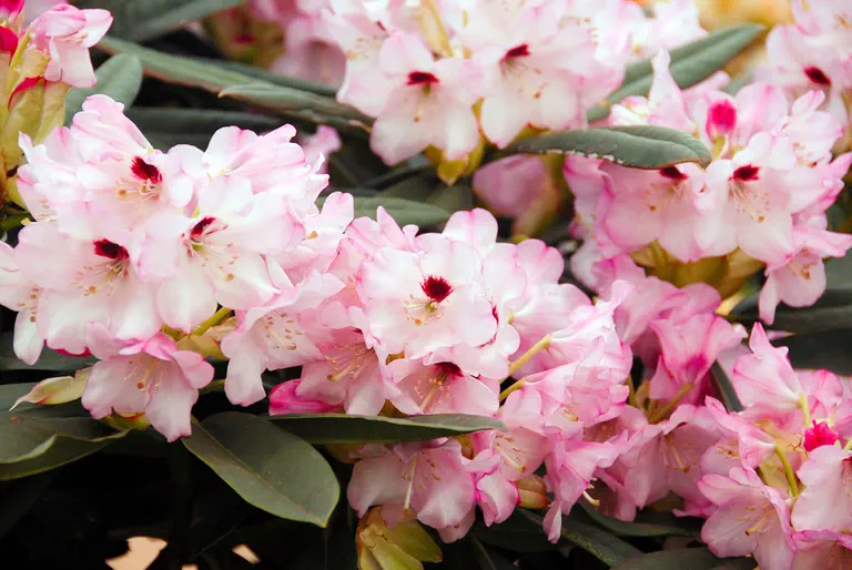Photo of R. 'Monteverdi', Rhododendron Hybrid