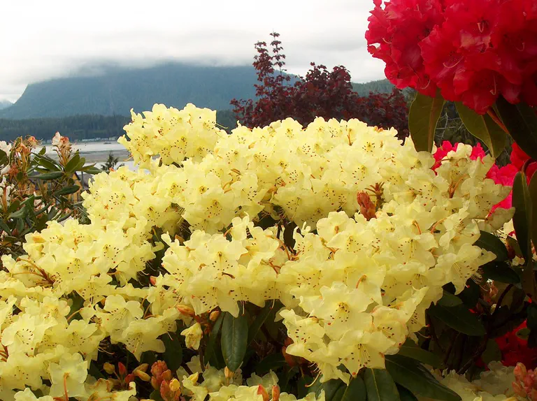 Photo of R. 'Moonshine', Rhododendron Hybrid